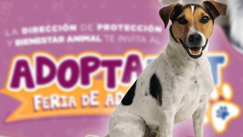 Cambia la vida de un perrito y dale un familia en el Adoptafest de Cancún | Heraldo de México Quintana Roo