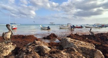 Arribo de sargazo en Playa del Carmen, esta es la playa afectada