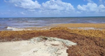 ¿Qué playas fueron afectadas por el arribo de sargazo en Playa del Carmen este marzo 2025?