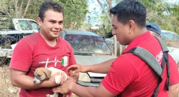 Un perrito cae a un cenote de Cancún: así fue el rescate
