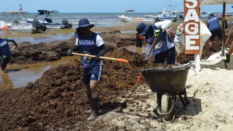 Trabajadores municipales y elementos de la Marina realizan labores de recolección de sargazo en Playa del Carmen.