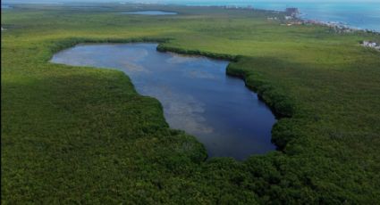 ¿Cómo llegar a Laguna Manatí, hogar de los Flamencos en Quintana Roo para admirar su belleza este 2025?