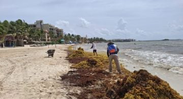 Zofemat cuenta con recursos suficientes para afrontar la contingencia del sargazo en Playa del Carmen